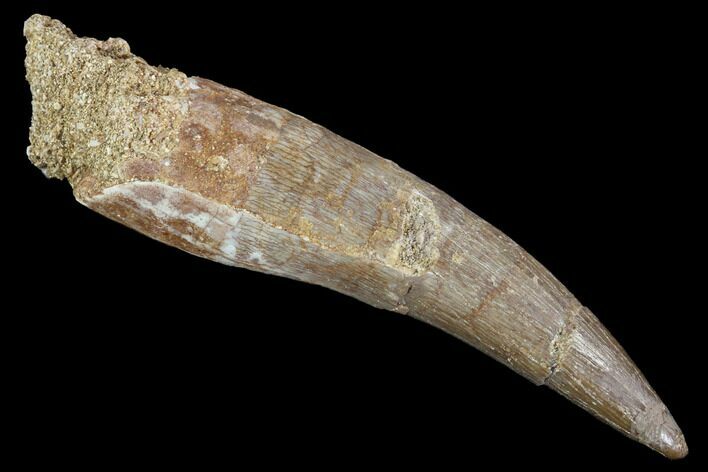 Fossil Plesiosaur (Zarafasaura) Tooth - Morocco #91301